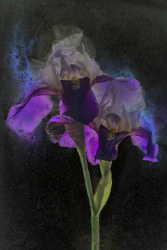 Iris 8b